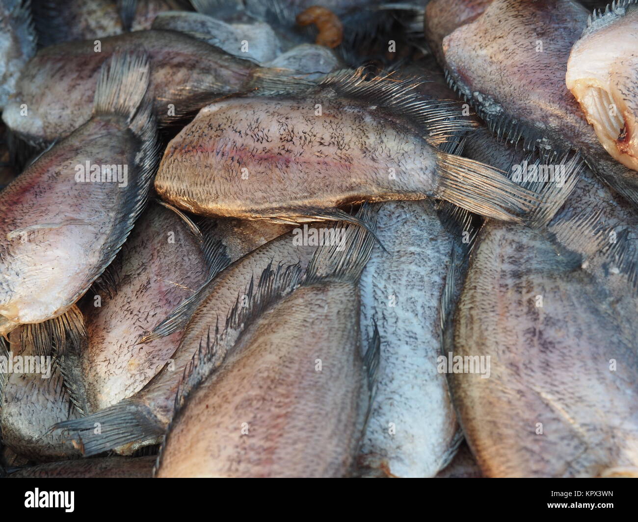 Dried Trichogaster Pectoralis Fish Stock Photo
