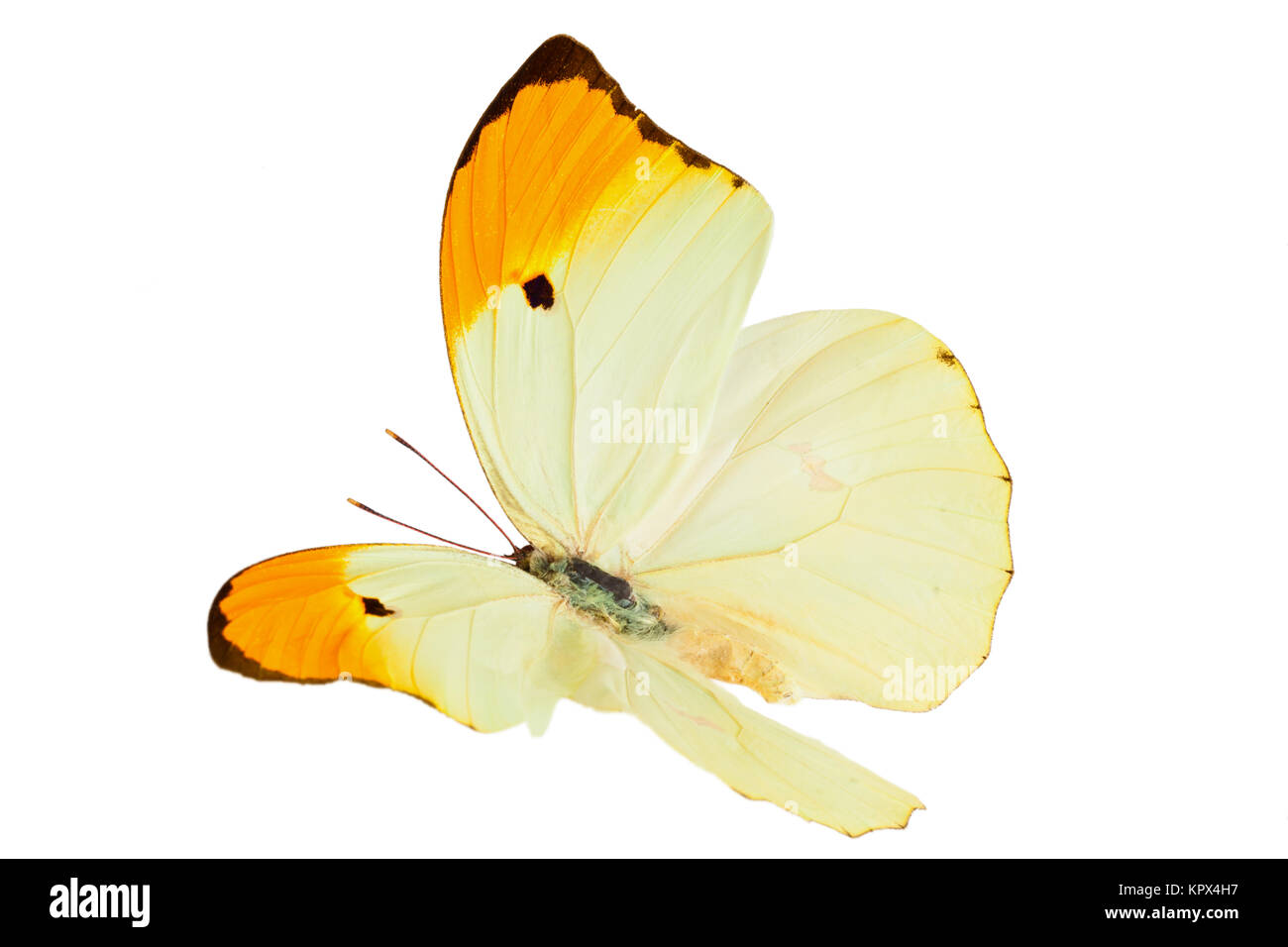 Butterfly (Anteos Menippe). Stock Photo