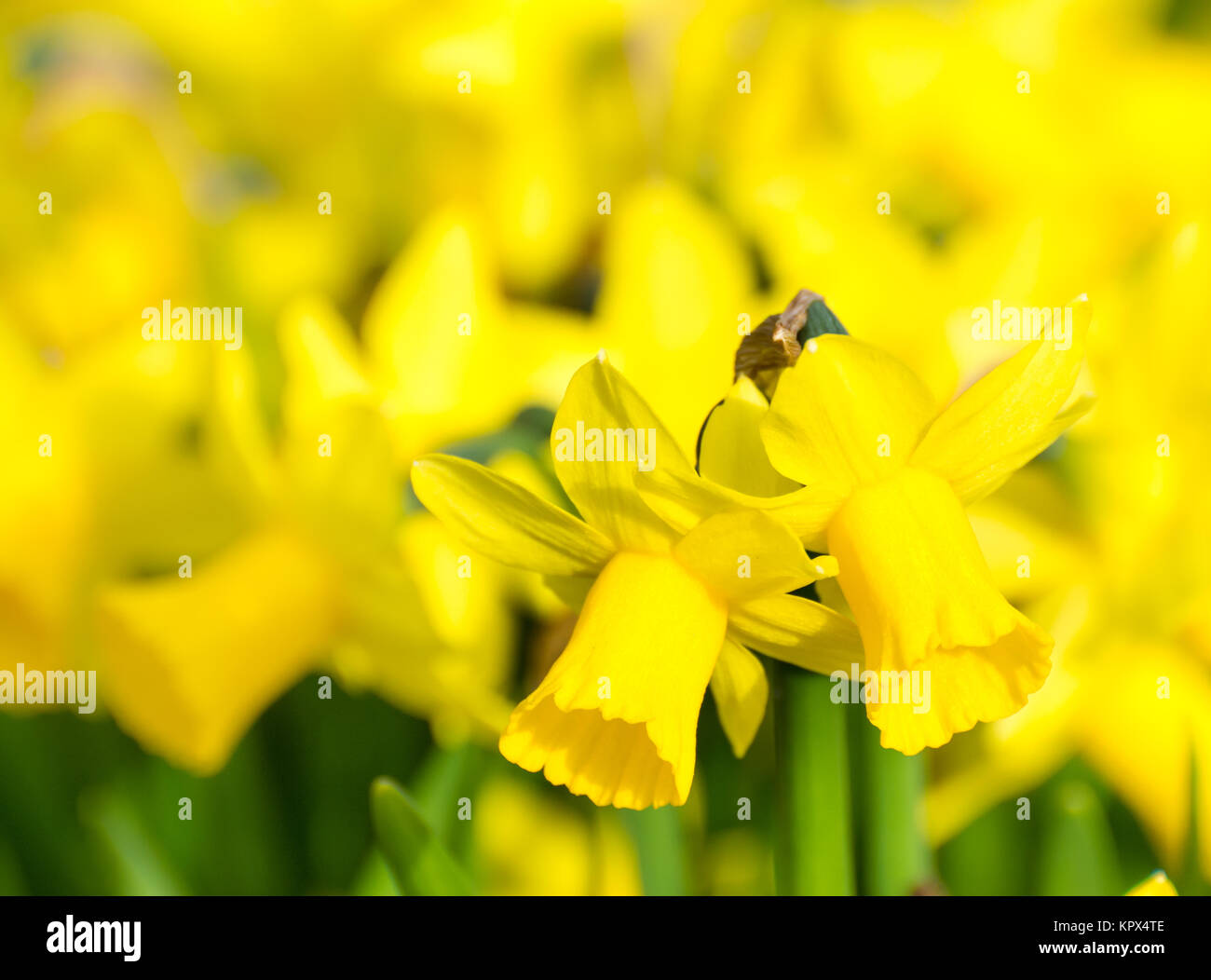 Flowerbed with yellow daffodil flowers Stock Photo Alamy