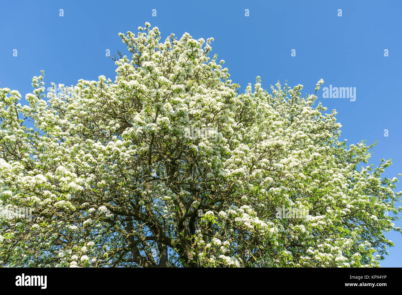 treetop with lots of sunny illuminated apple blossoms at spring time ...