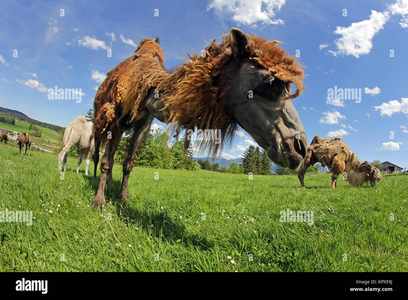 trampeltiere,zweihÃ¶ckriges camels on a meadow in bavaria (allgÃ¤u) Stock Photo