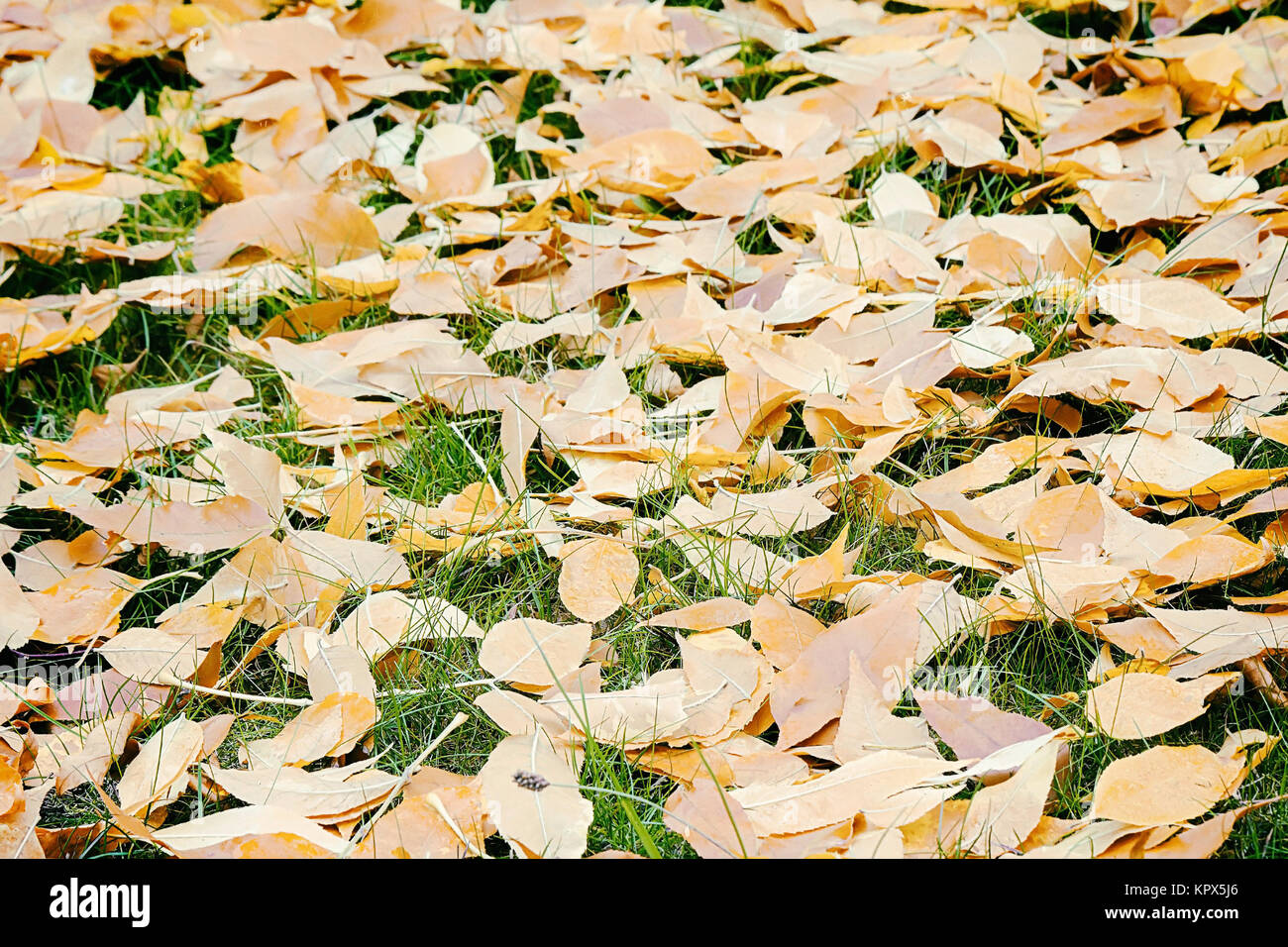 Fallen red leaves of aspen on a background of green moss on the ground. Stock Photo