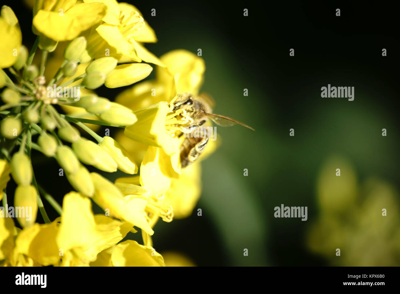 Die Nahaufnahme einer Gelb blühende Rapsblüte, die von einer Biene bestäubt wird. Stock Photo