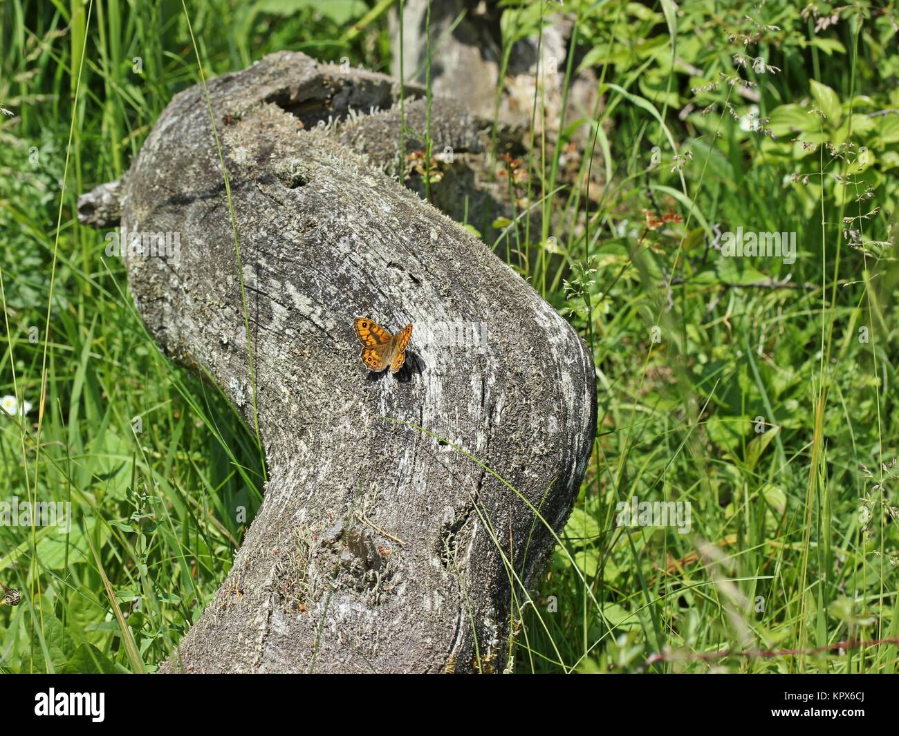 male wall fox (lasiommata megera) on dead tree trunk Stock Photo