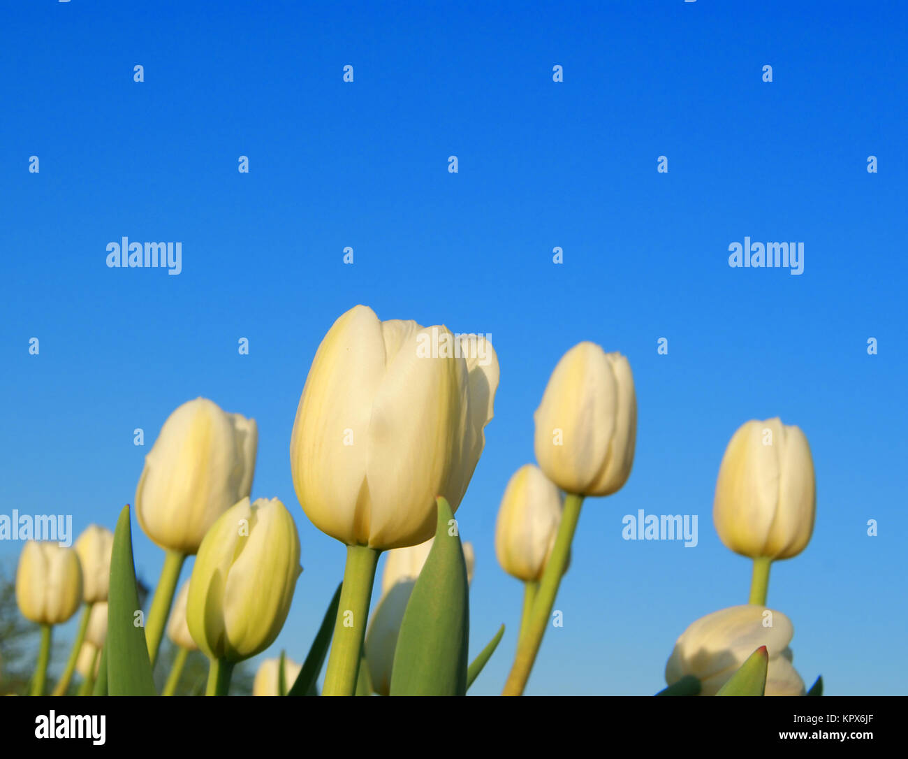 White tulips on clear sky background Stock Photo - Alamy
