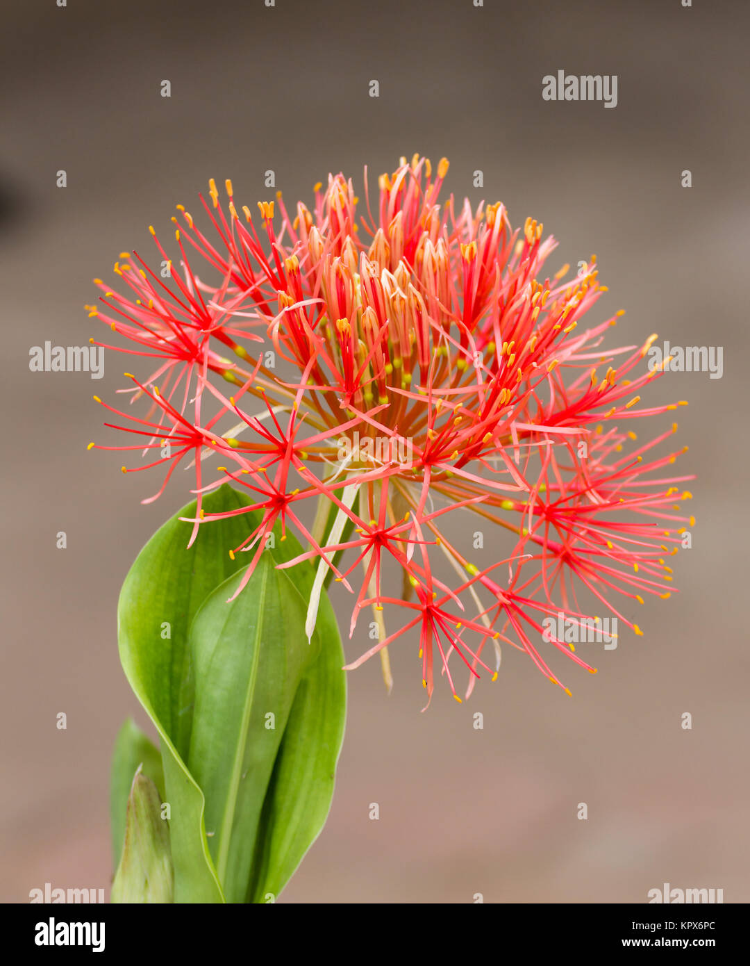 Powder puff lily Stock Photo Alamy
