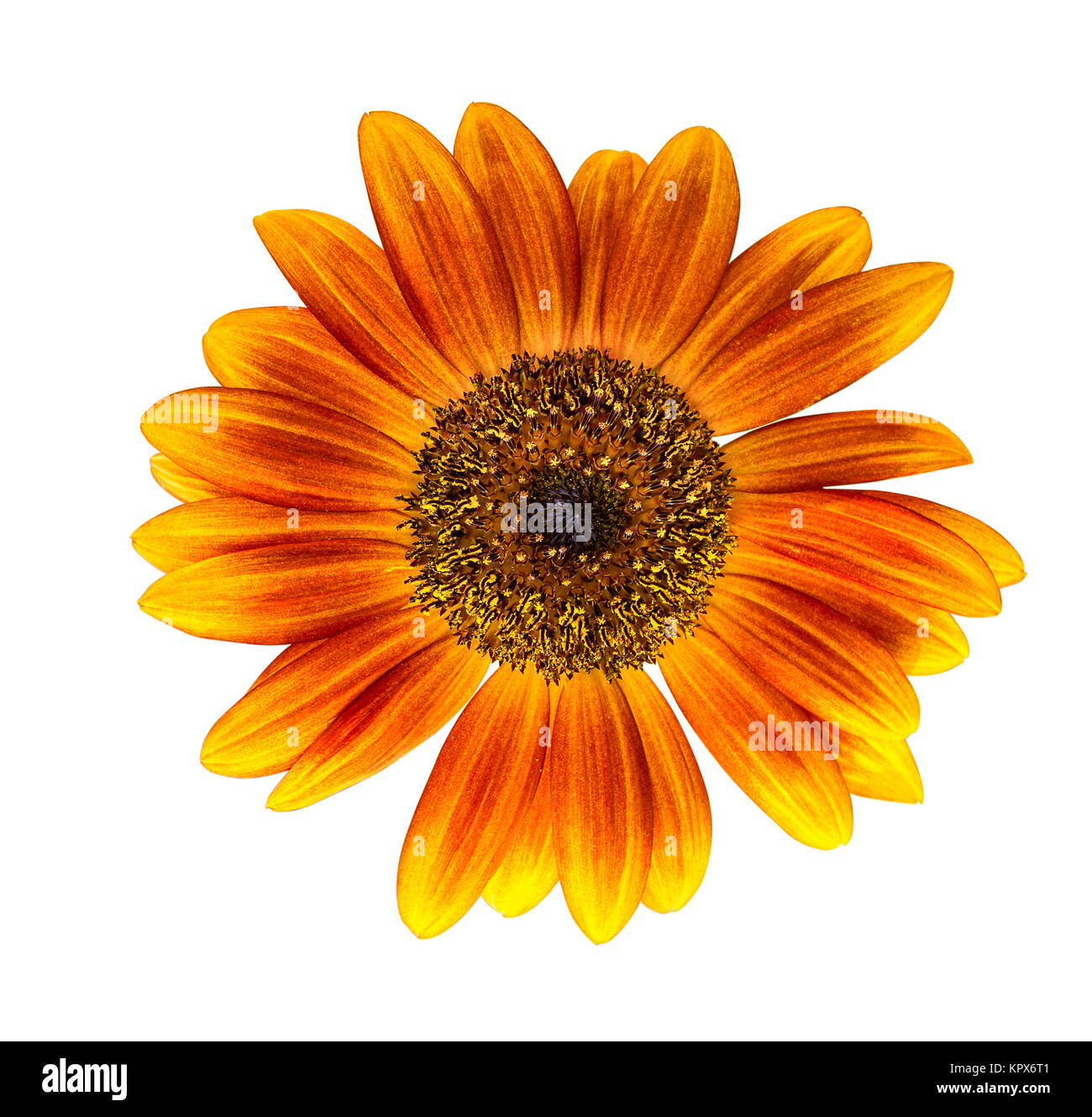 Sunflower isolated on white background Stock Photo - Alamy