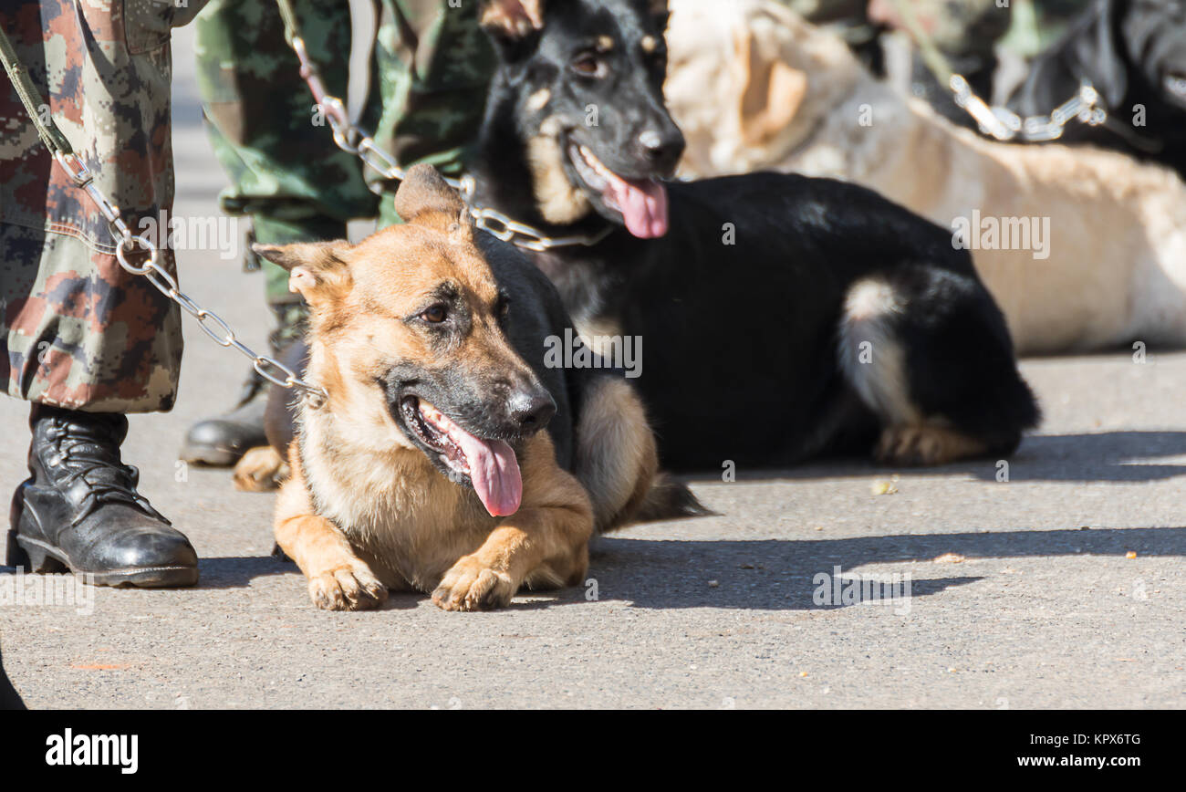 Training dogs of war Stock Photo