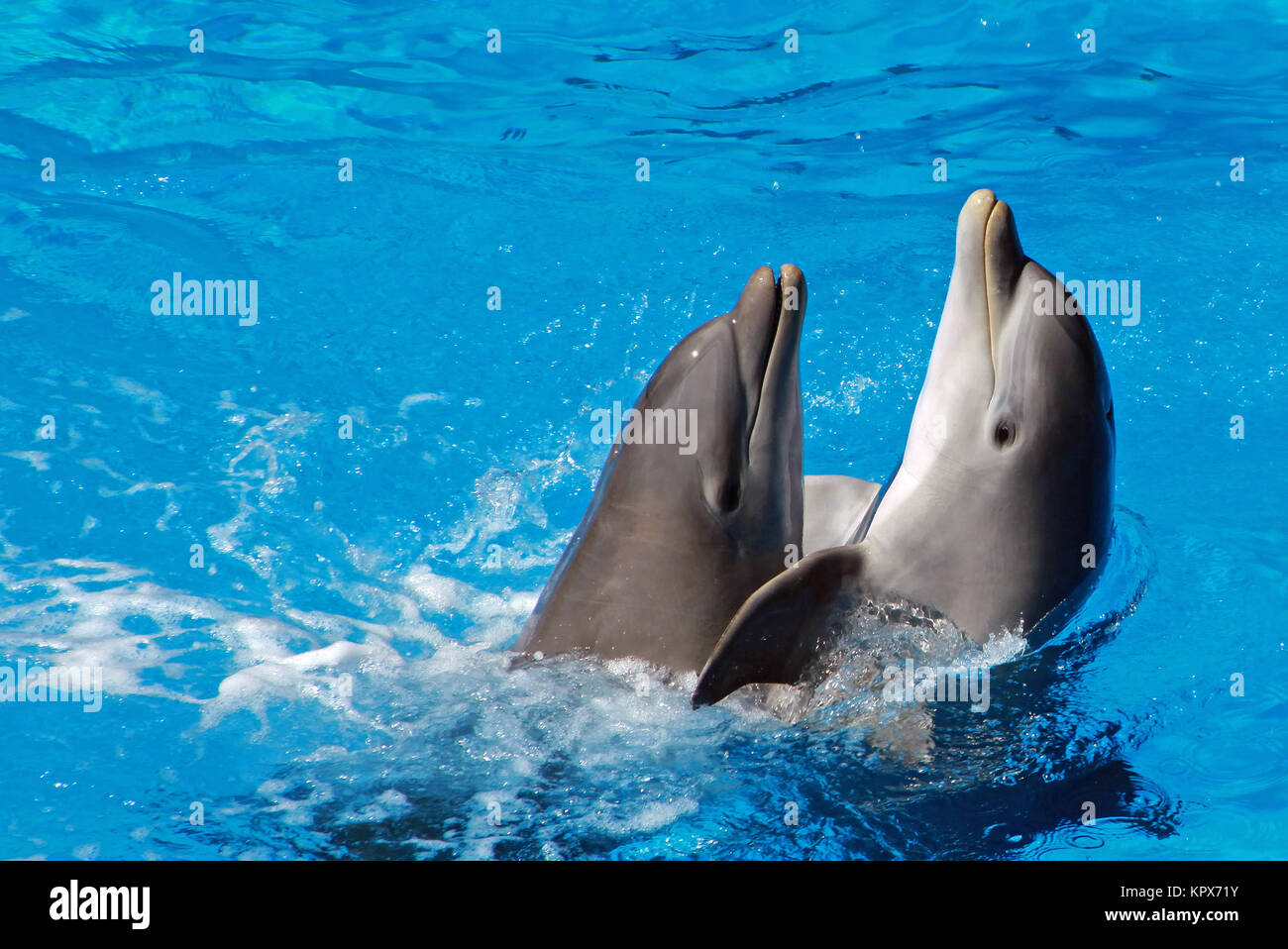 Dolphin show Stock Photo