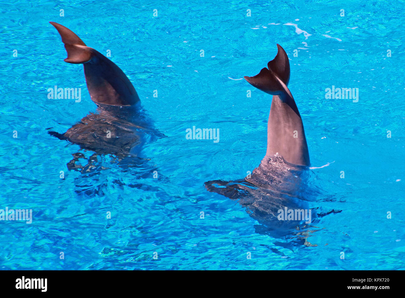 Dolphin show Stock Photo