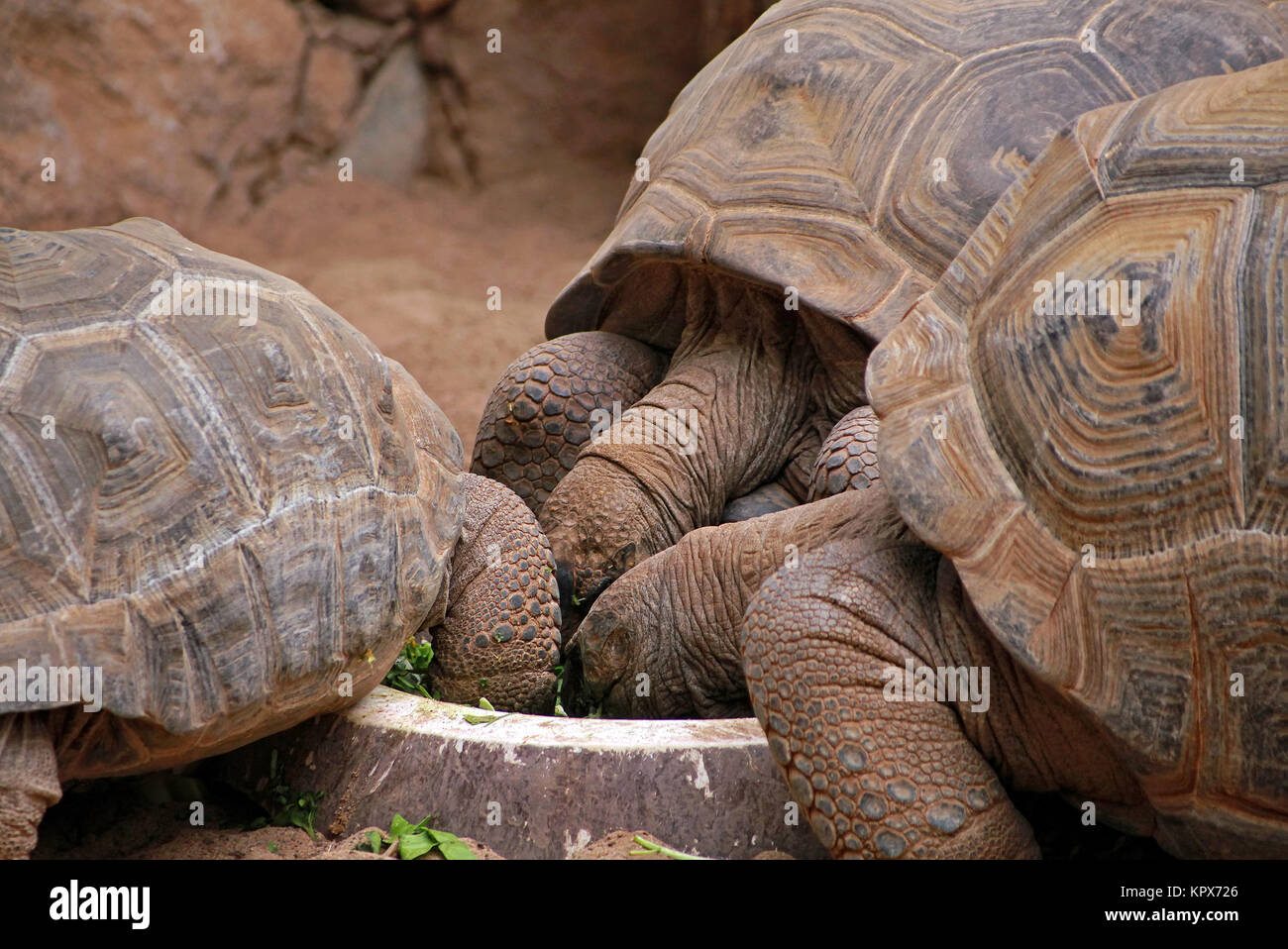 Giant tortoises Stock Photo
