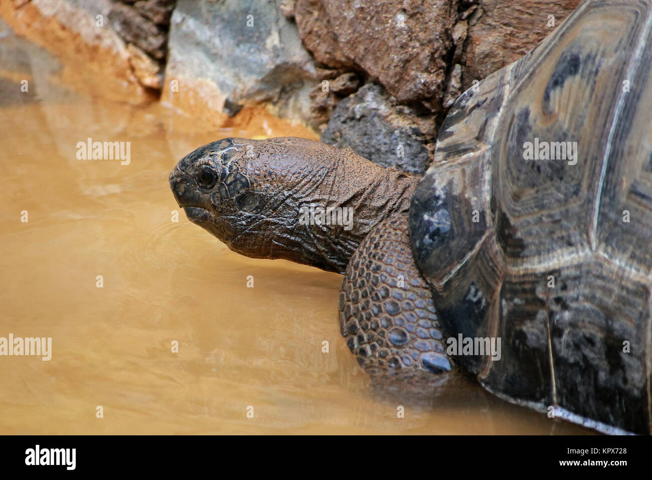 Giant tortoise Stock Photo