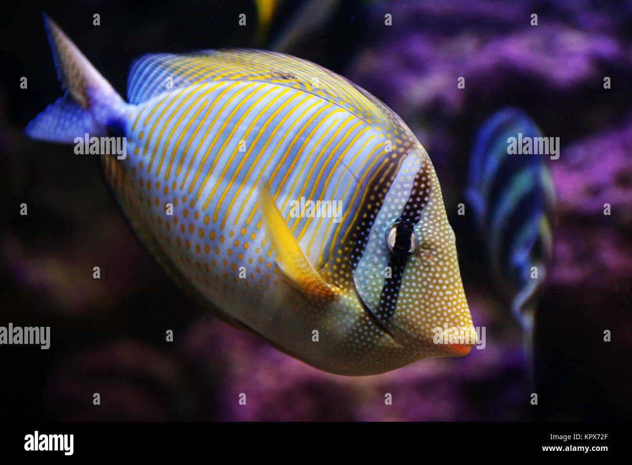 Sailfin Squid Doctorfish Stock Photo - Alamy