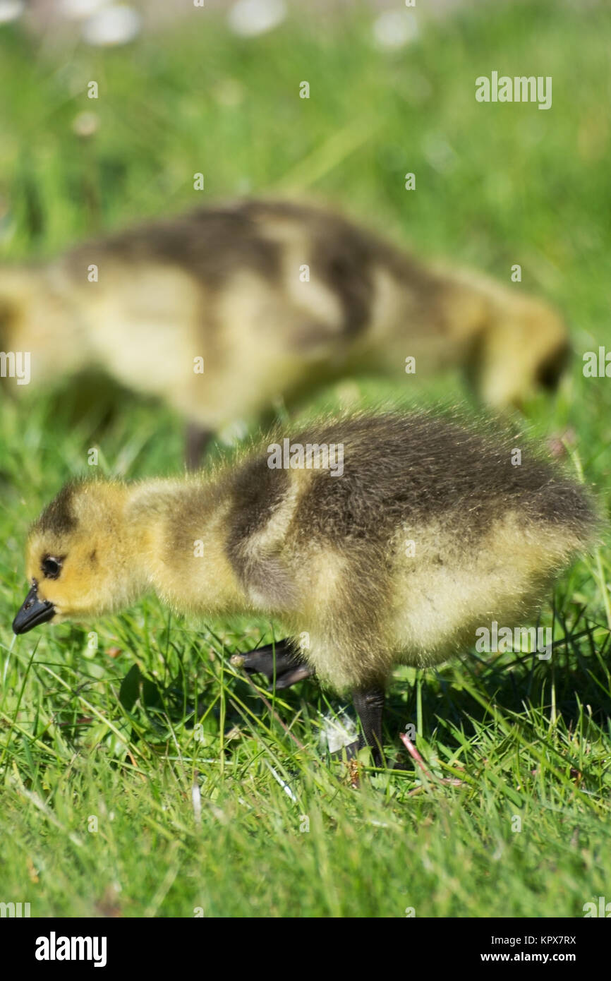 Küken von Graugänsen an einem Teichufer im Mai. Stock Photo