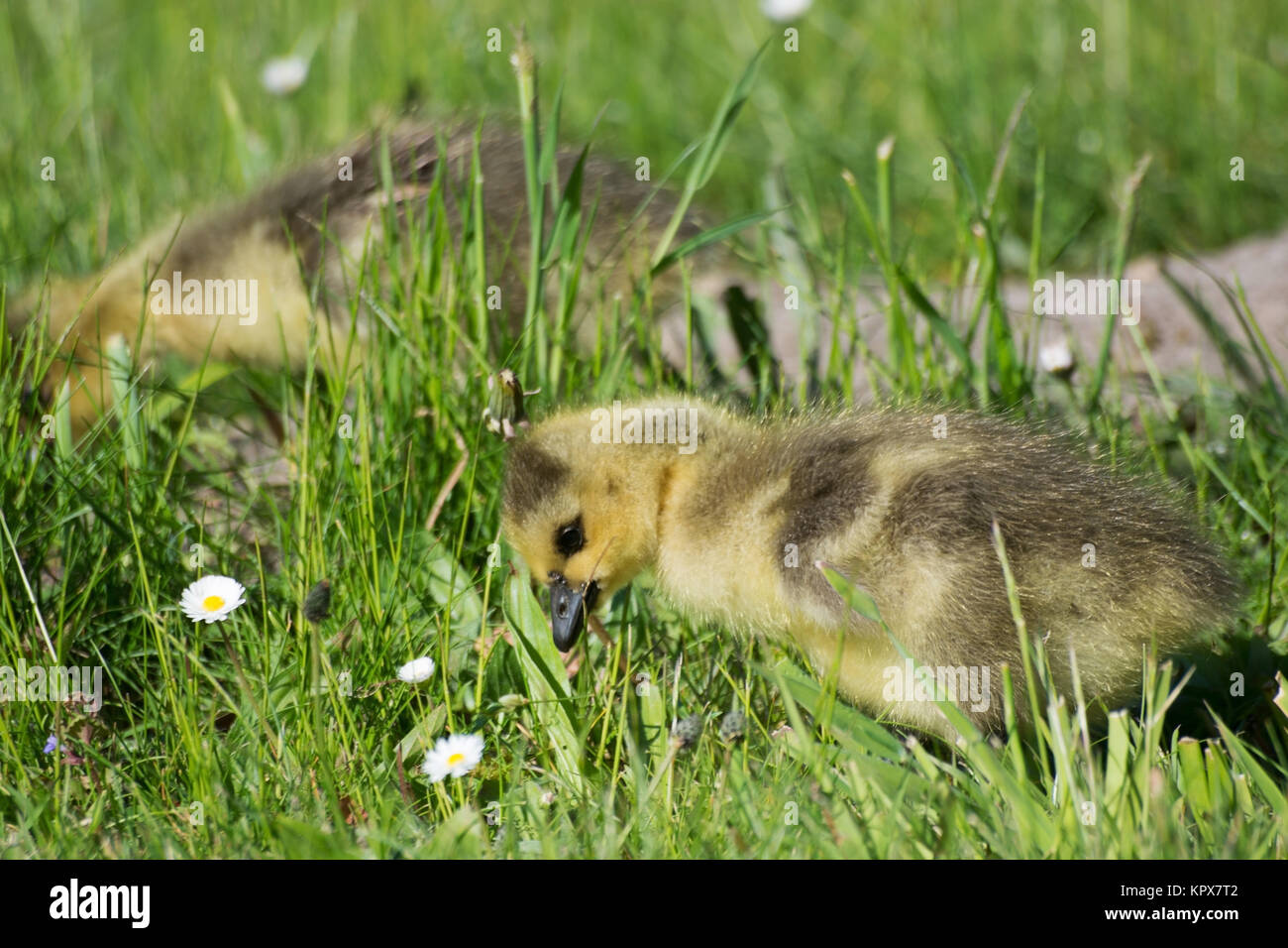 Küken von Graugänsen an einem Teichufer im Mai. Stock Photo