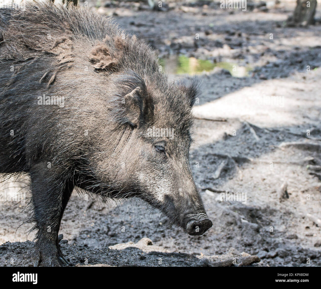 large wild boar in a wildlife park Stock Photo - Alamy