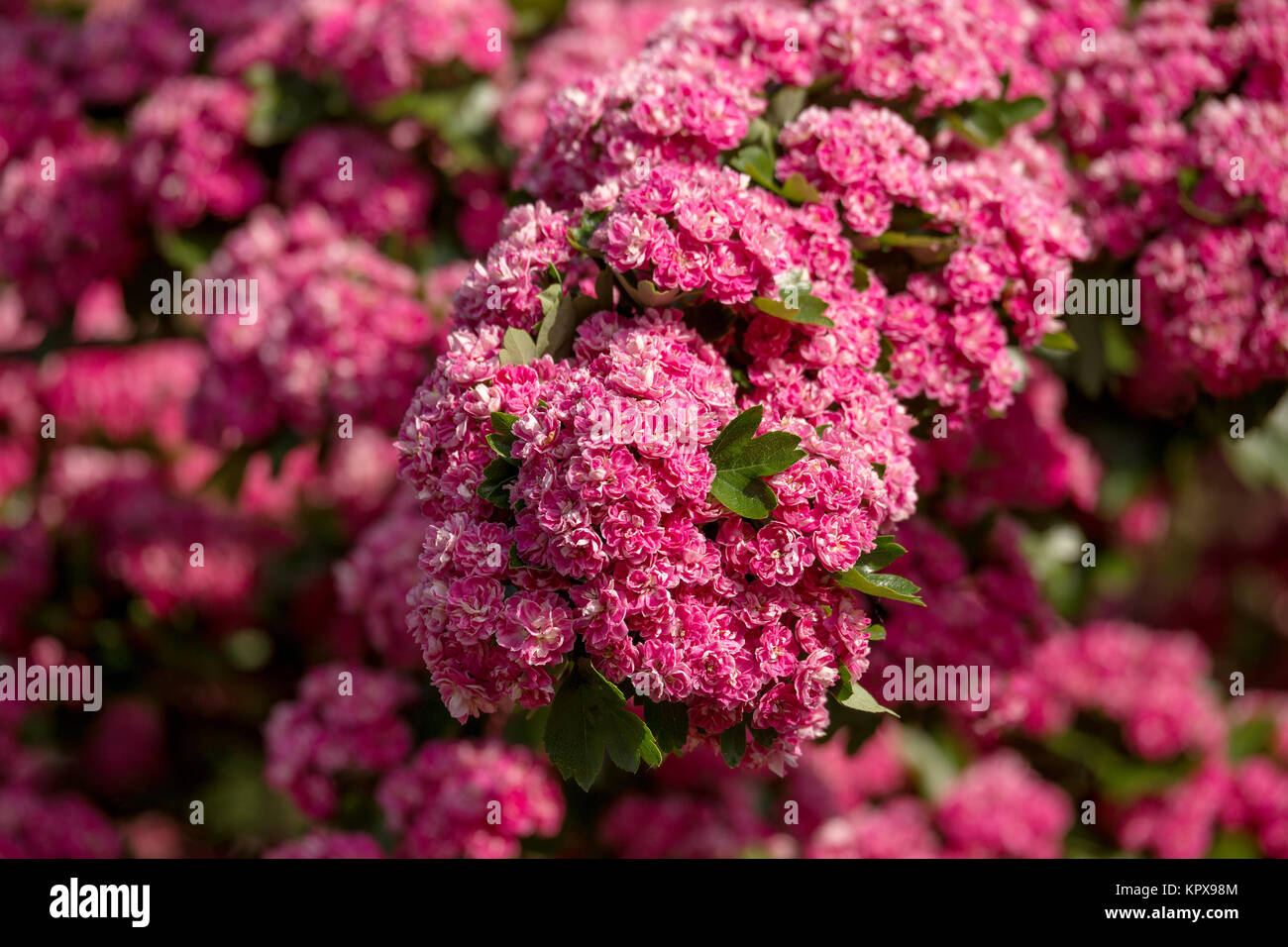 Flowers pink hawthorn. Tree pink hawthorn Stock Photo Alamy