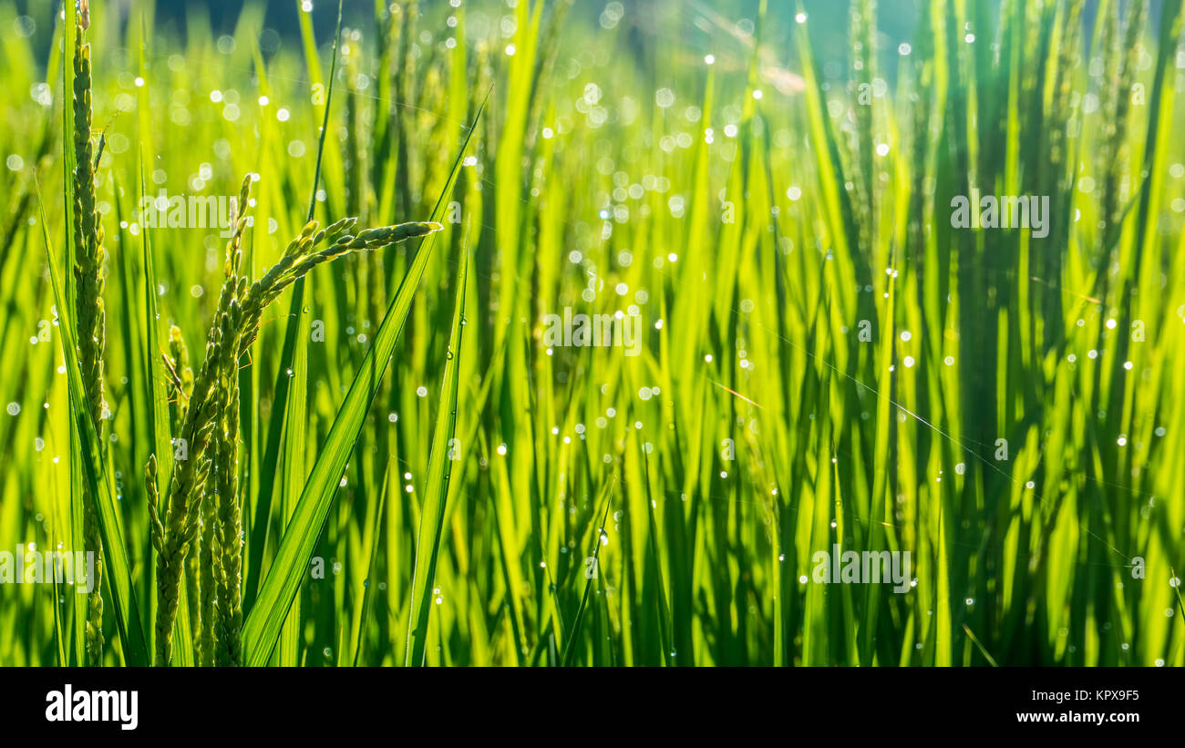 nice rise paddy with nice background color Stock Photo - Alamy
