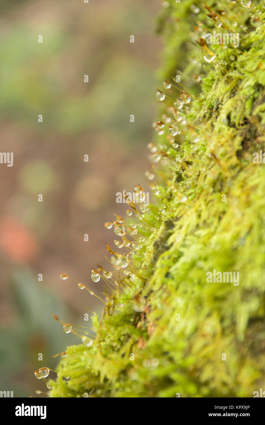 Close up beautiful small water drop on green moss Stock Photo