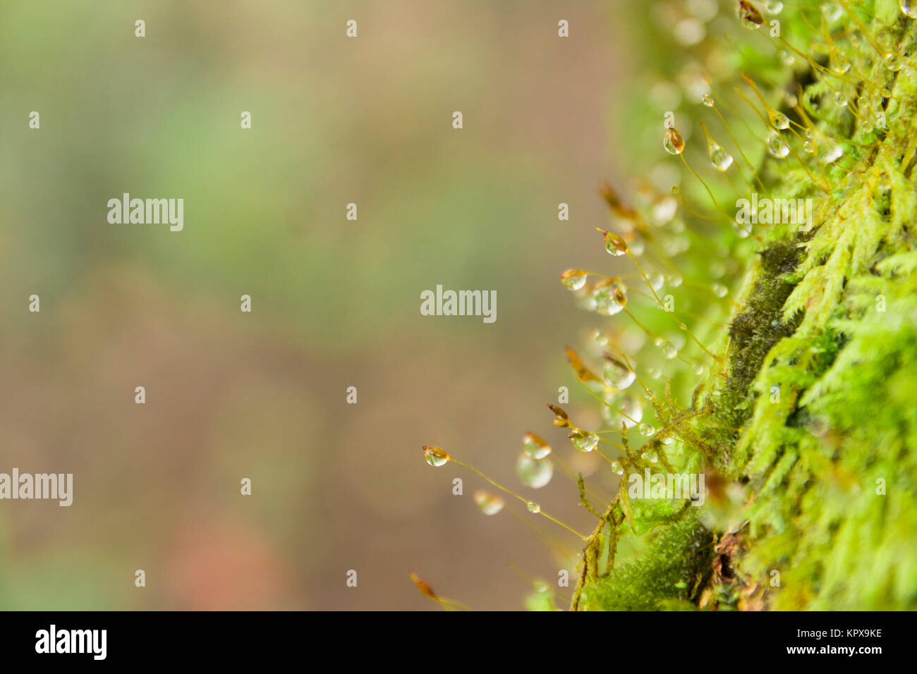 Close up green moss and water drop, copy space, for presentation Stock Photo