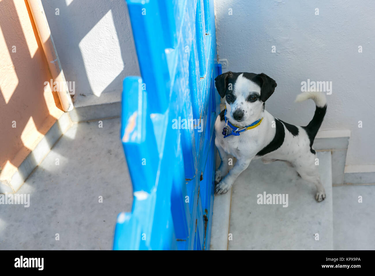 Dog in Oia, Santorini, Greece Stock Photo
