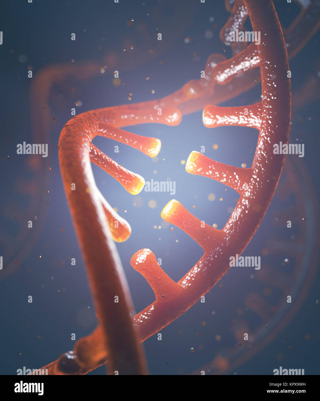 DNA and RNA molecules Stock Photo - Alamy