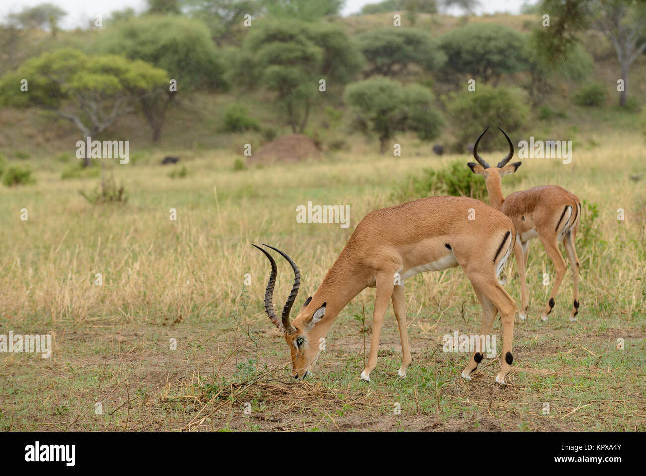 Swala impala hi-res stock photography and images - Alamy
