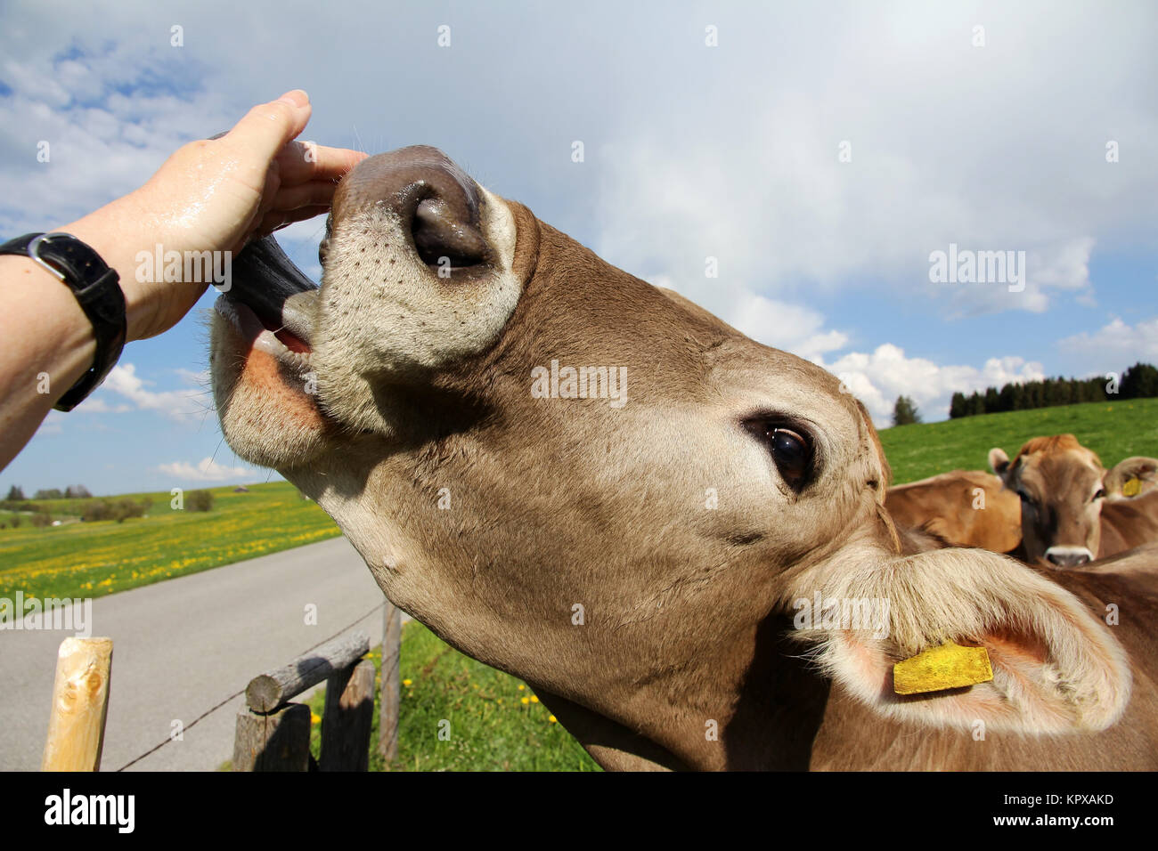 a cow licks the hand of a woman Stock Photo