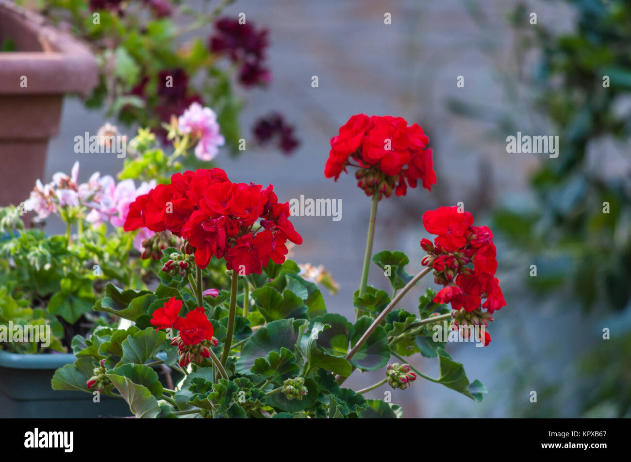 Closeup of geranium in a garden Stock Photo - Alamy