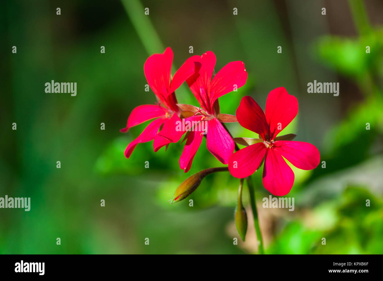 Closeup of little flowers Stock Photo Alamy
