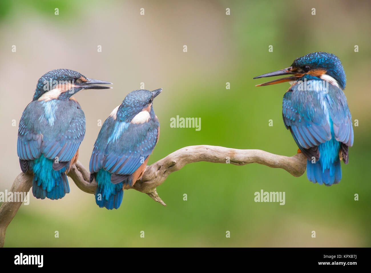 Young Kingfishers Hi res Stock Photography And Images Alamy young-kingfishers-hi-res-stock-photography-and-images-alamy