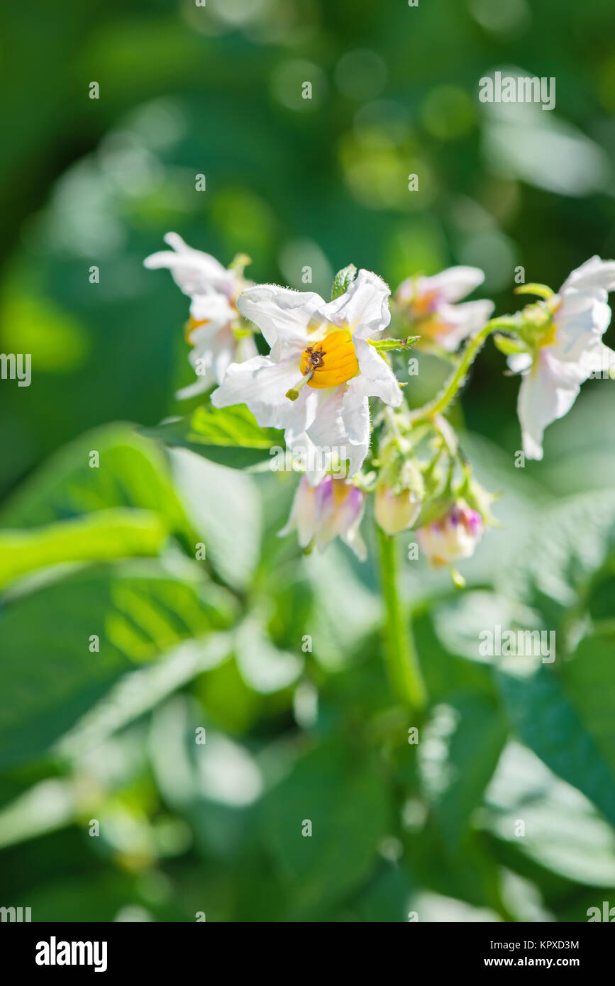Flowering potatoes in the kitchen garden Stock Photo Alamy
