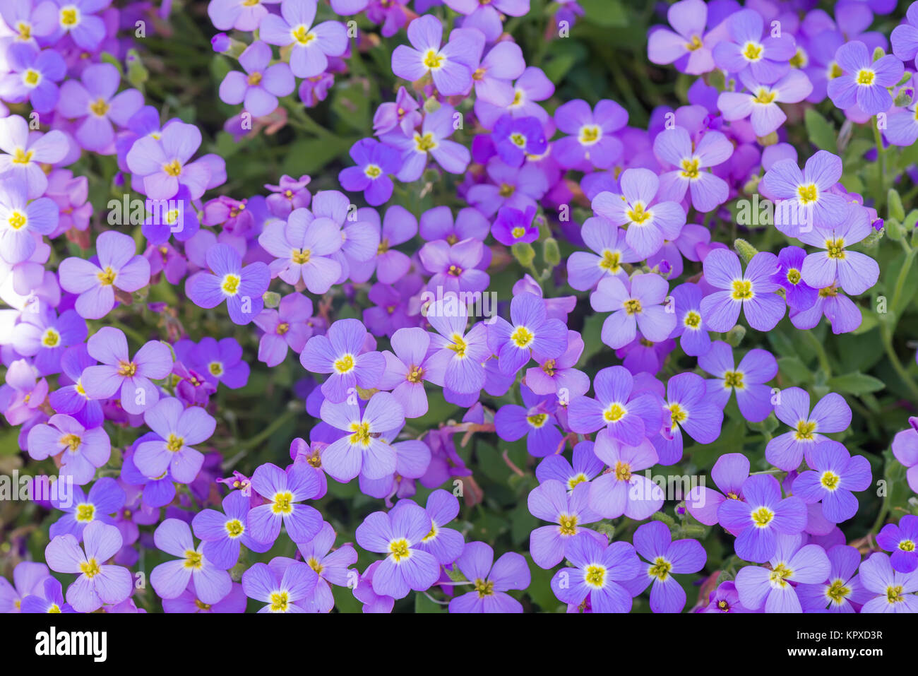 Background of flowers Stock Photo - Alamy