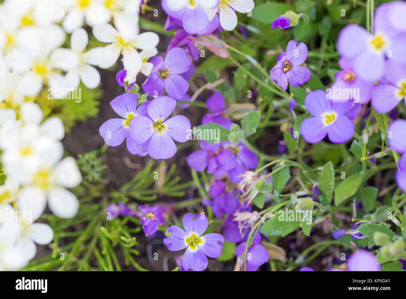 Background of flowers Stock Photo - Alamy