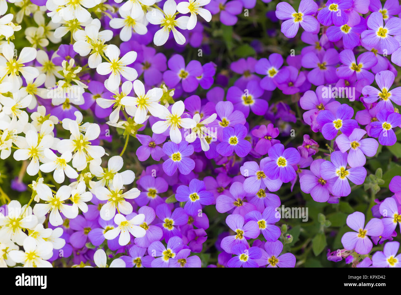 Background of flowers Stock Photo - Alamy