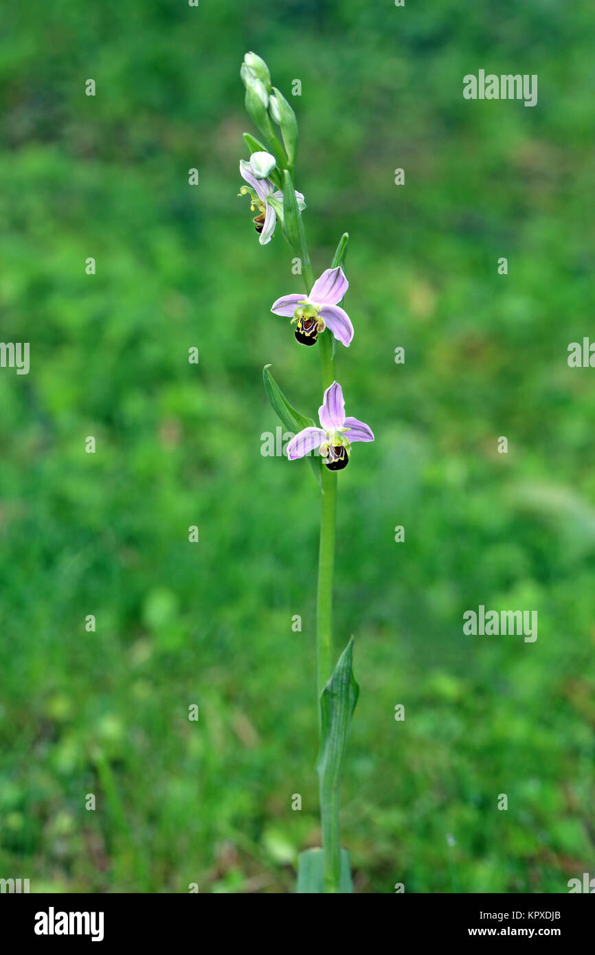 flowering bee orchid ophrys apifera Stock Photo Alamy