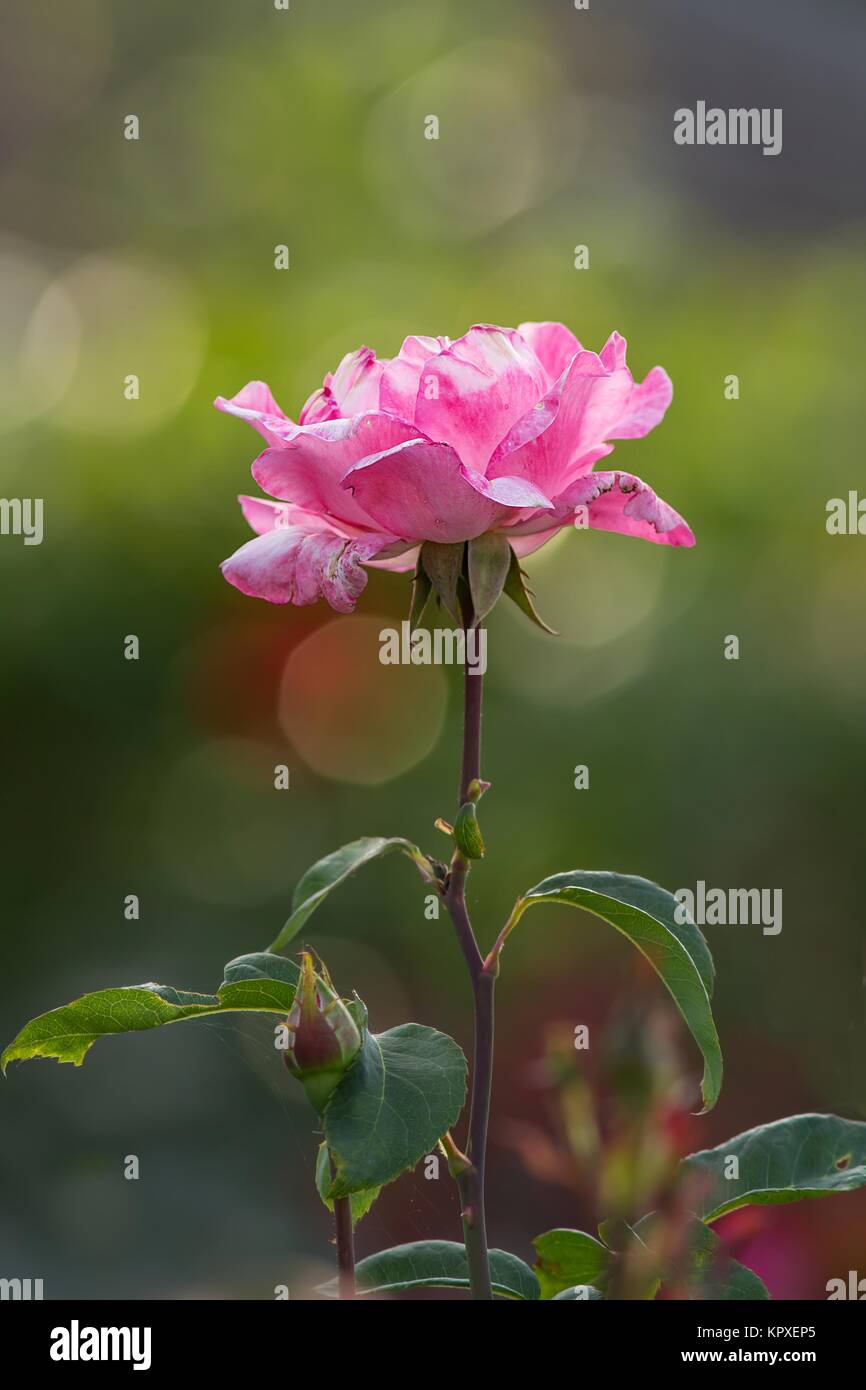 wilting pink rose / rose Stock Photo Alamy