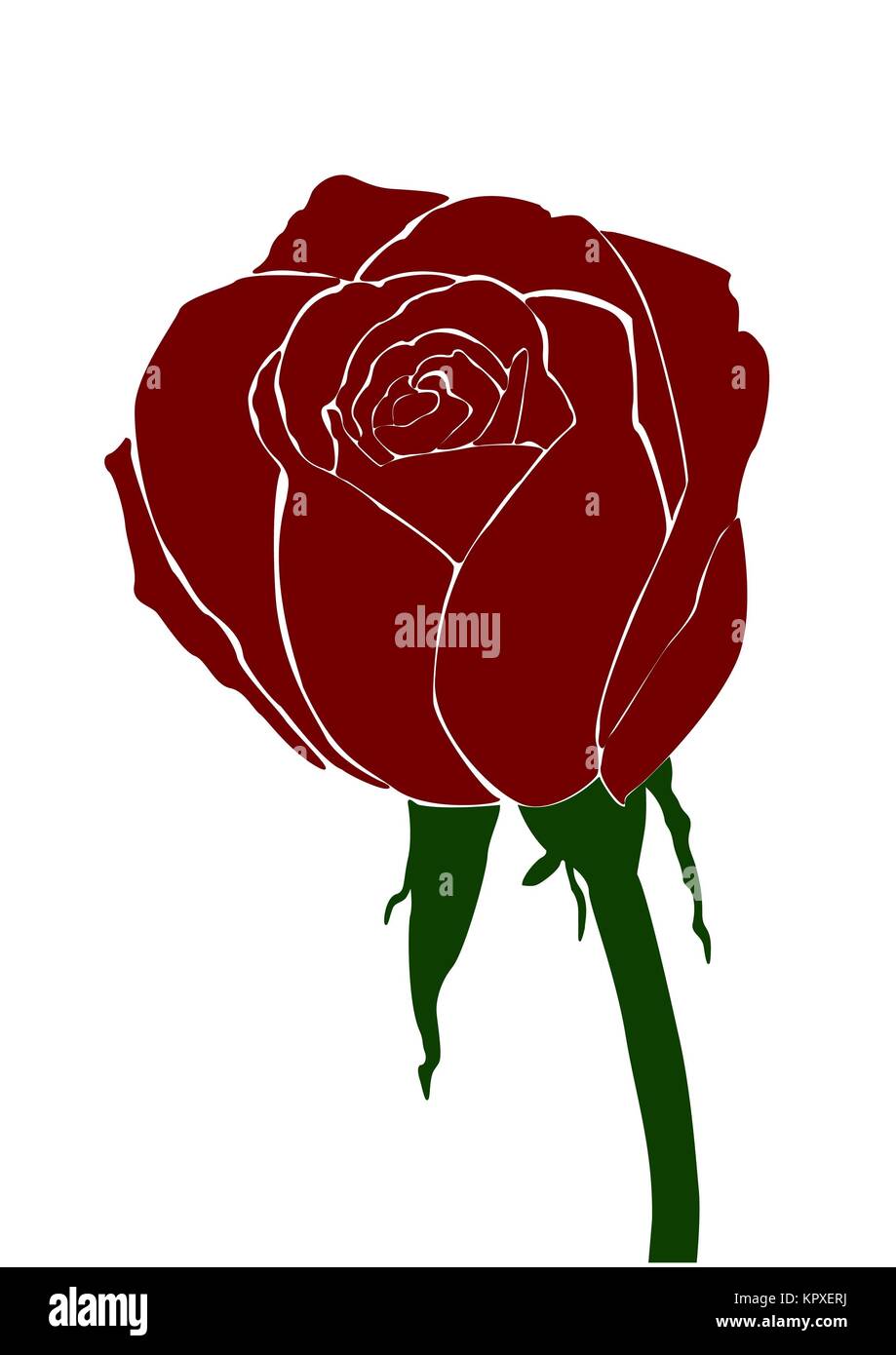 Stock Vector Illustration rose icon isolated with white Stock Photo - Alamy