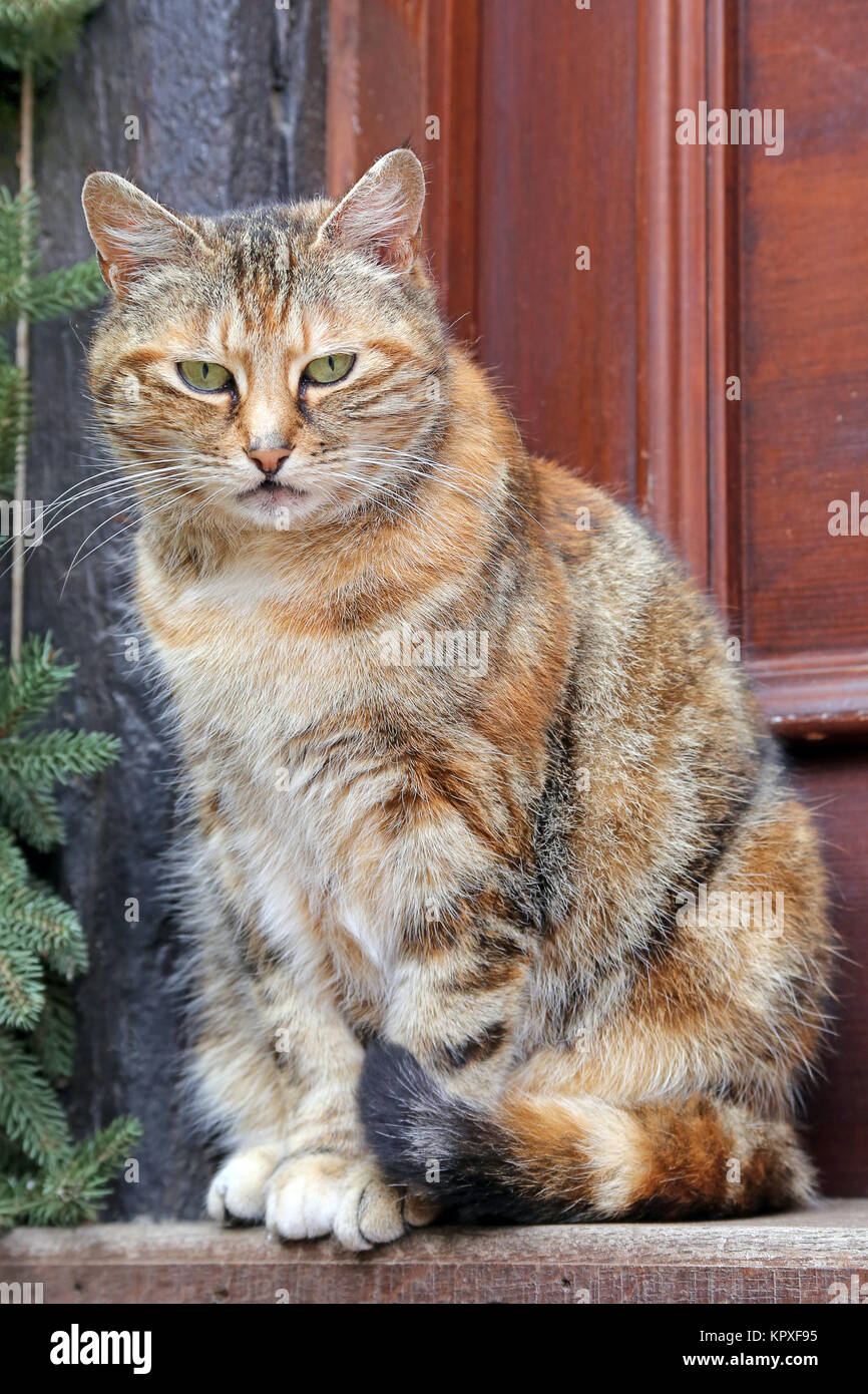 colorful cat sitting in front of your doorstep Stock Photo