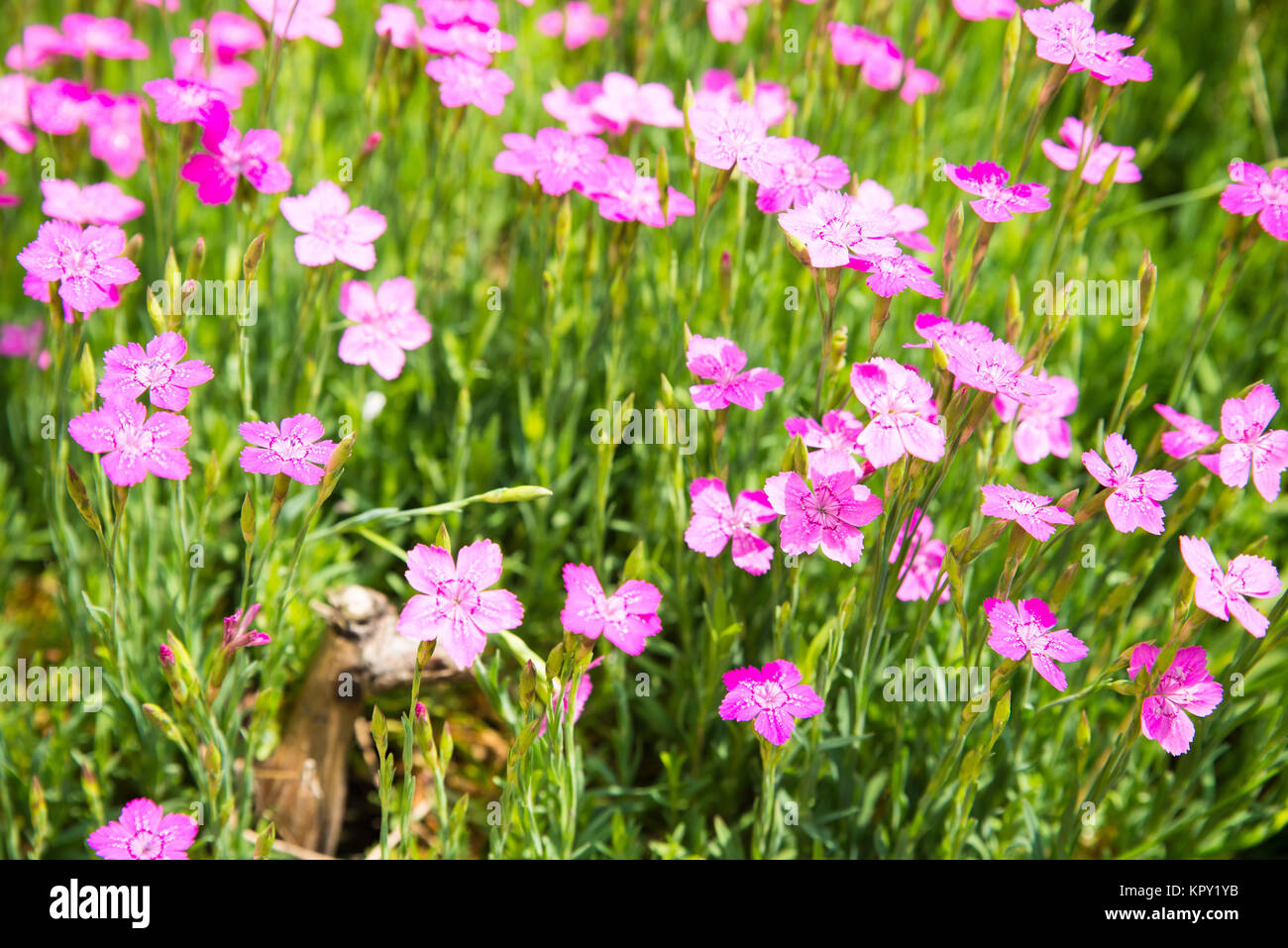 Grass clove hires stock photography and images Alamy