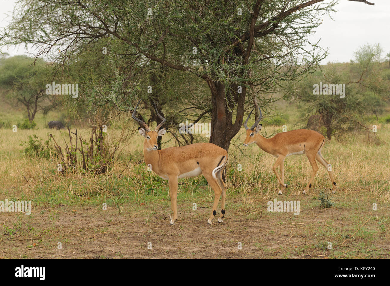 Swala impala hi-res stock photography and images - Alamy