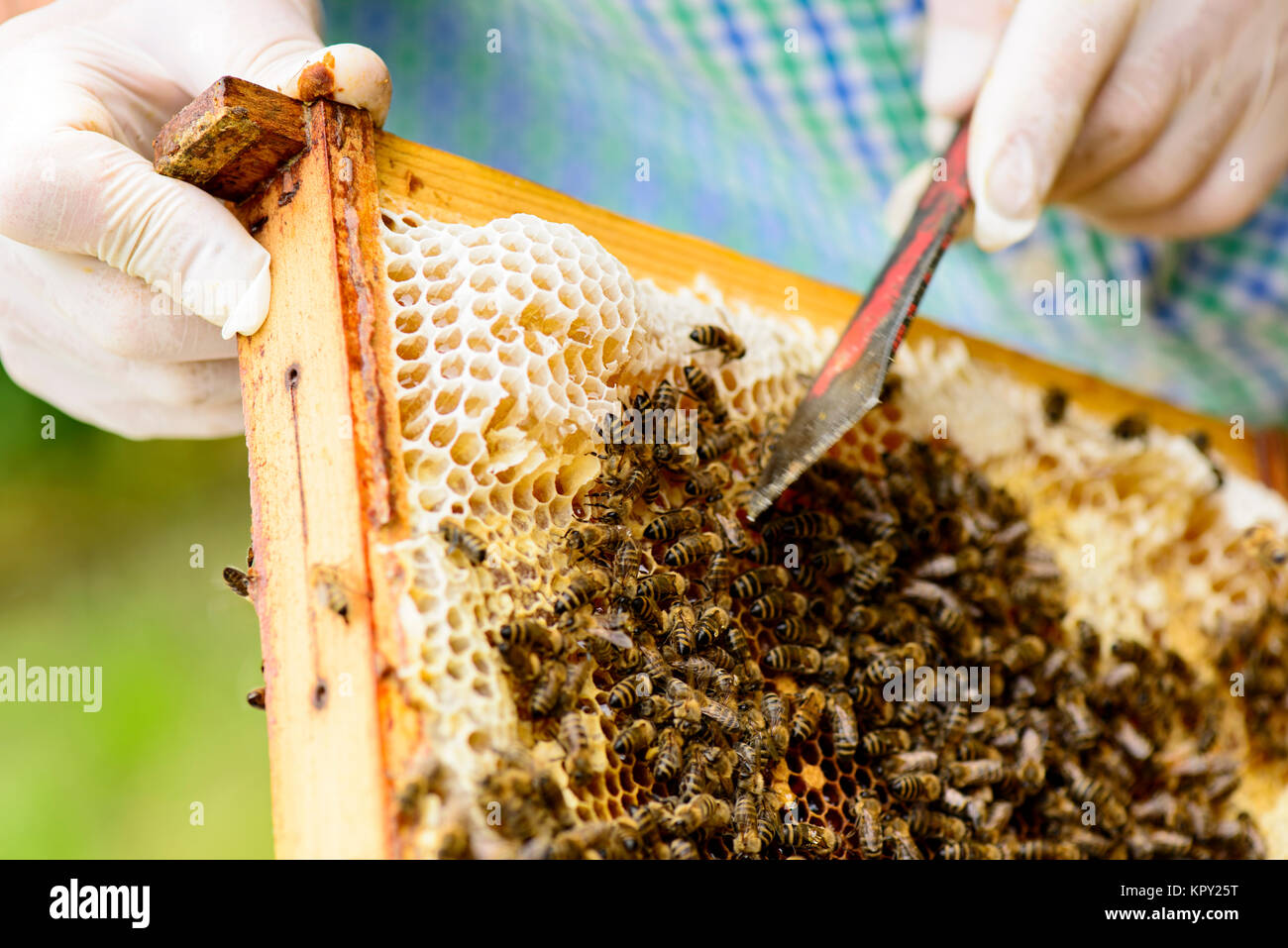Entfernen von wildgebauten Honigwaben im Wabenrahmen durch den Imker aus denen der Honig fließt Stock Photo