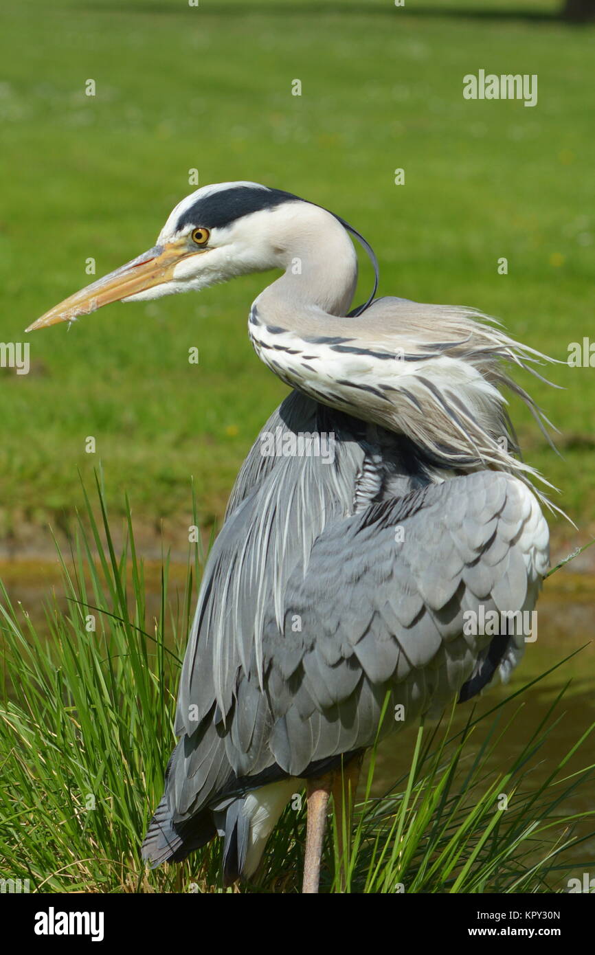 Catfish booty hi-res stock photography and images - Alamy