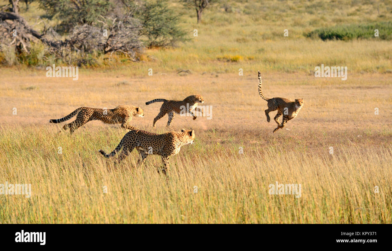 The Kgalagadi Transfrontier park between South Africa and Botswana is prime  desert land for viewing wildlife in the open. Running cheetah family Stock  Photo - Alamy
