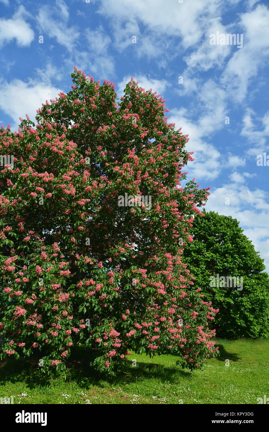 Meat-red horse chestnut Stock Photo
