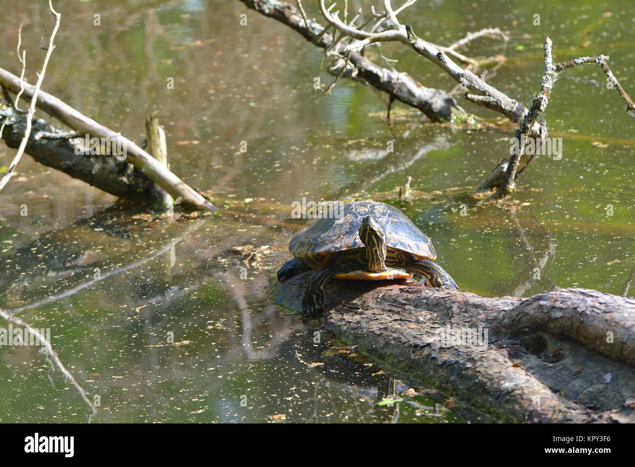 Water turtle on trunk Stock Photo - Alamy