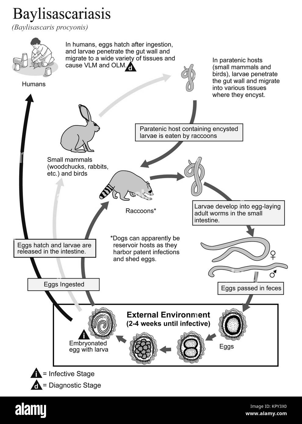 Illustrated diagram showing the life cycle of Baylisascaris procyonis, the causal agent of Baylisascariasis, 2002. Image courtesy CDC/Alexander J. da Silva, PhD/Melanie Moser. Stock Photo