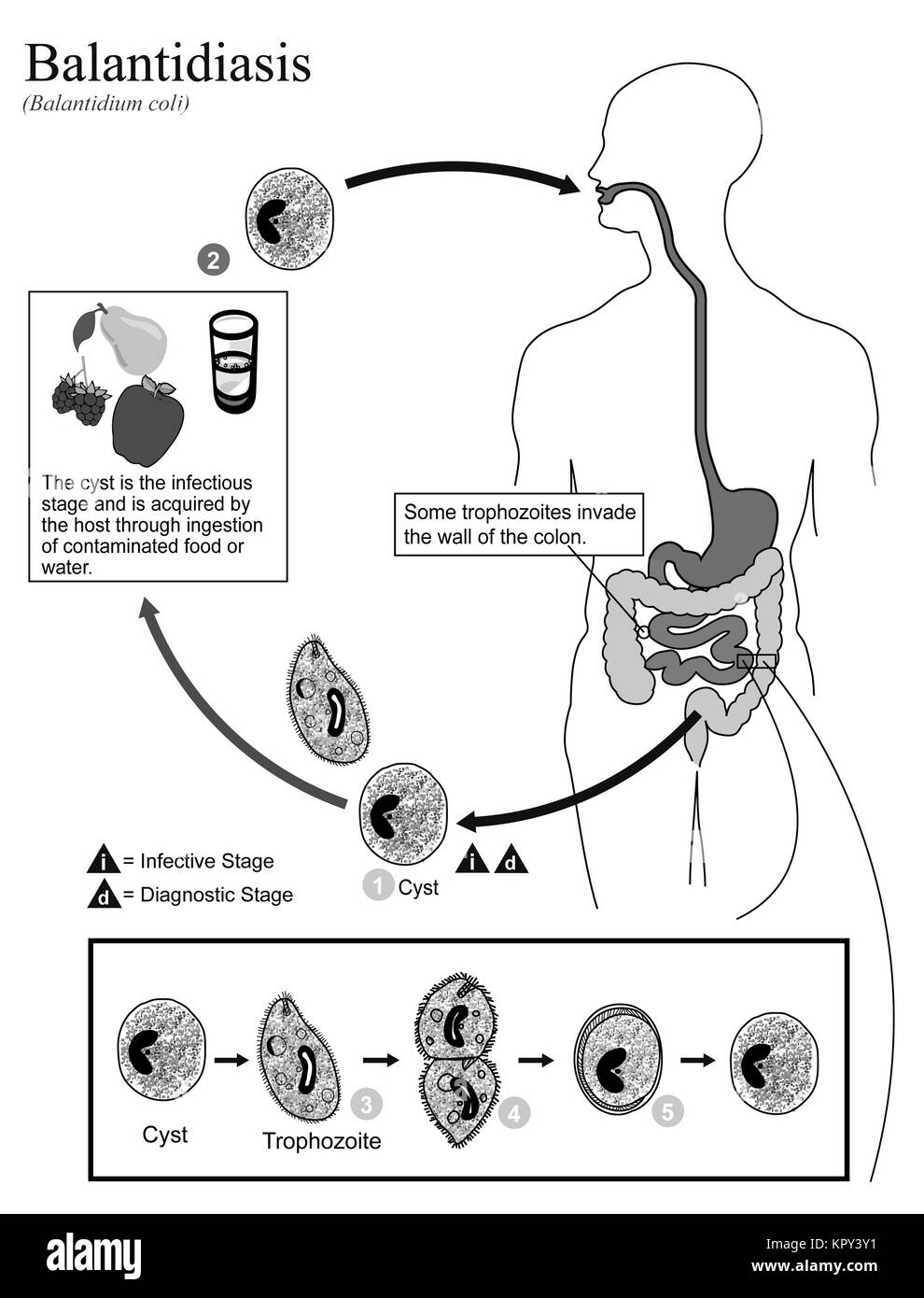 Illustrated diagram showing the life cycle of Balantidium coli, the causal agent of Balantidiasis, 2002. Image courtesy CDC/Alexander J. da Silva, PhD/Melanie Moser. Stock Photo