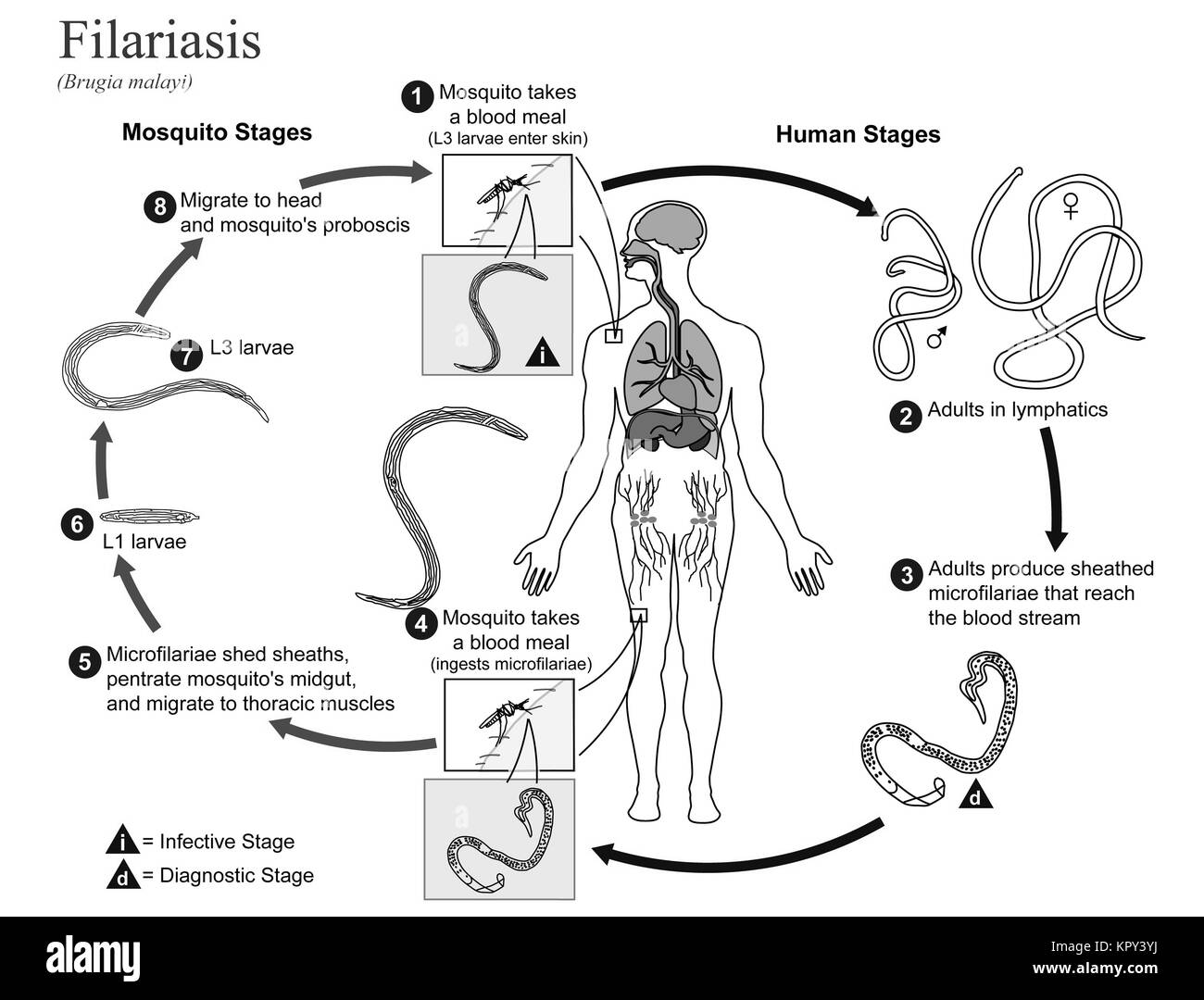 Illustrated diagram showing the life cycle of Brugia Malayi, the causal agent of Filariasis, 2002. Image courtesy CDC/Alexander J. da Silva, PhD/Melanie Moser. Stock Photo