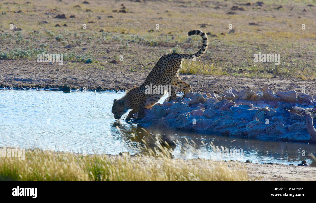 The Kgalagadi Transfrontier park between South Africa and Botswana is prime desert land for viewing wildlife in the open. Cheetah family at waterhole. Stock Photo